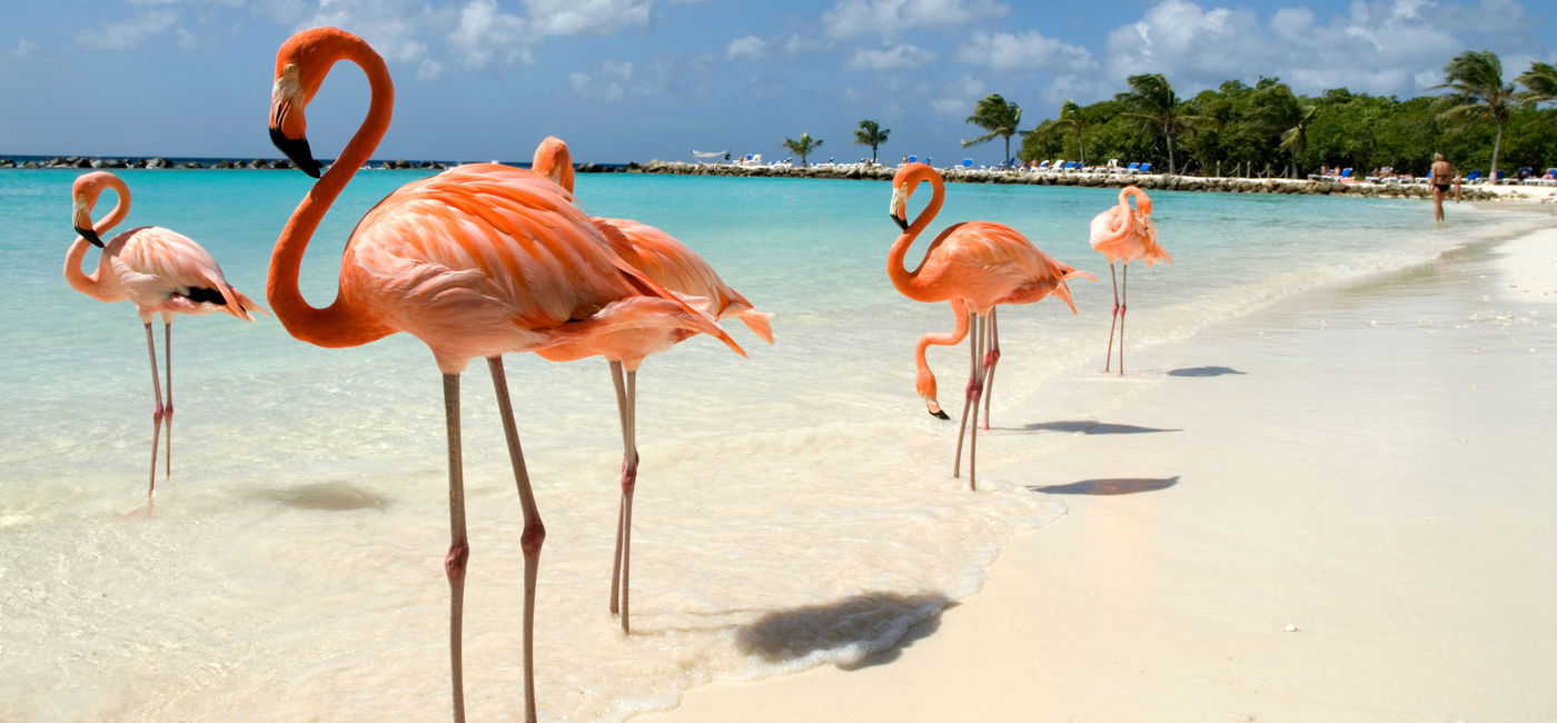 Image: Flamingos standing on the beach. (photo via VanWyckExpress / E+)