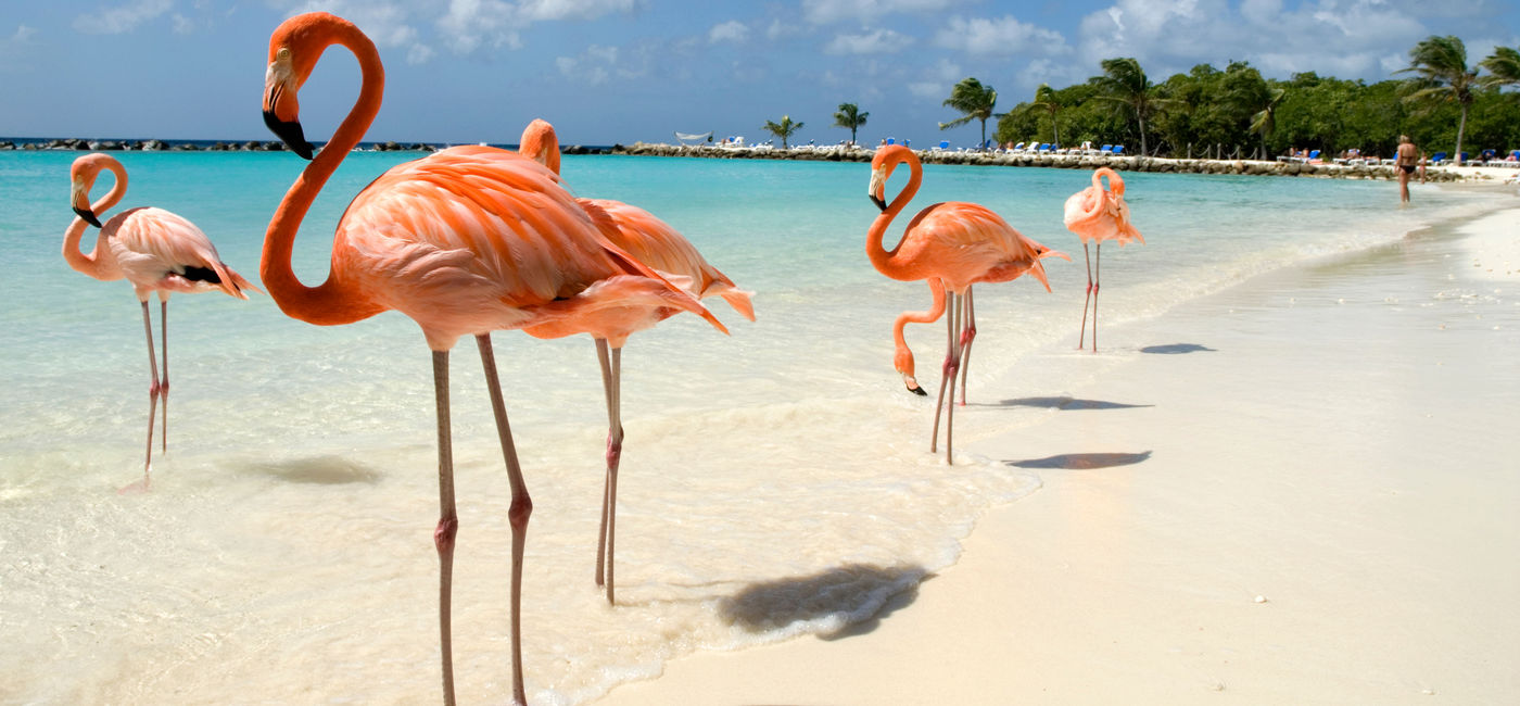 Image: NCL guests will make a stop in Aruba along the way. (photo via VanWyckExpress / E+)