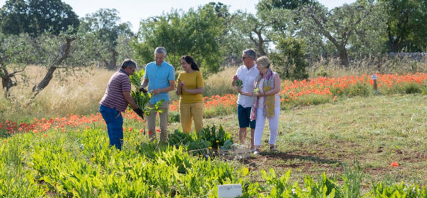 Image: Trattoria Terra Madre, featured on select Insight Vacations’ Italian itineraries, is a farm-to-table experience in Alberobello, Italy, advancing sustainable food production. (The Travel Corporation)