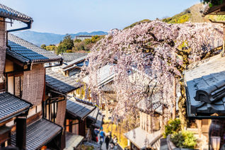 Higan cherry tree in full bloom in Kyoto, Japan.
