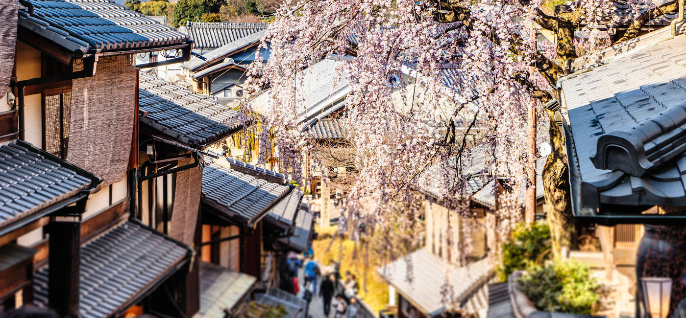Image: PHOTO: Higan cherry tree in full bloom in Kyoto, Japan. (Photo via iStock/Getty Images Plus/FilippoBacci)