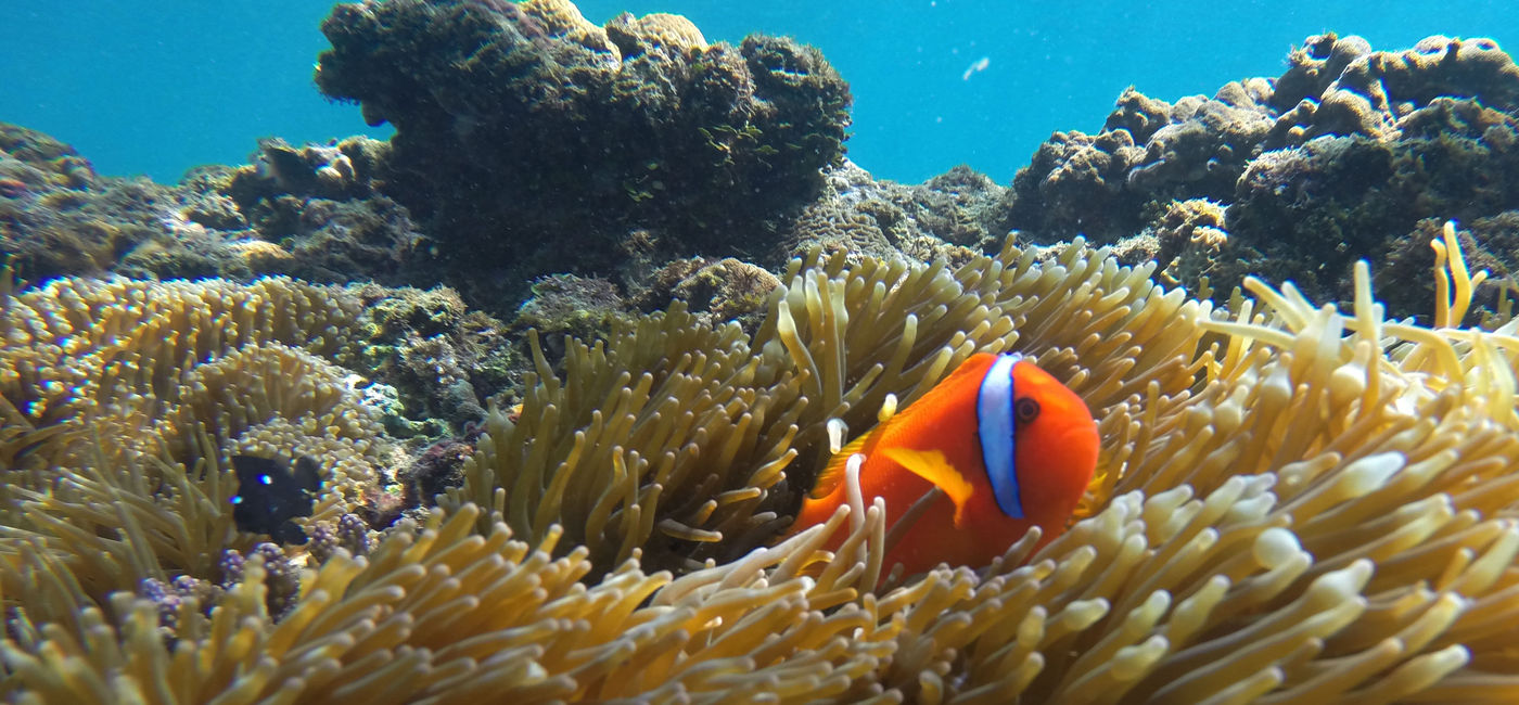Image: A Queensland Icon: A clownfish and anemone on the Great Barrier Reef (photo courtesy Tourism and Events Queensland) (Photo Credit: Tourism and Events Queensland)