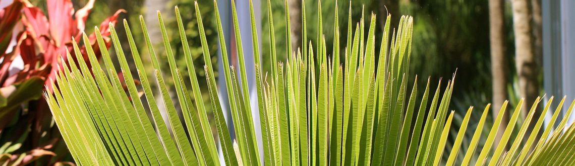 Palm tree at the Miami Beach Botanical Graden Palm tree, macro, Miami Beach Botanical garden