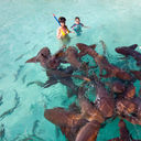 Mother and son swimming with nurse sharks (photo via shalamov / iStock / Getty Images Plus)