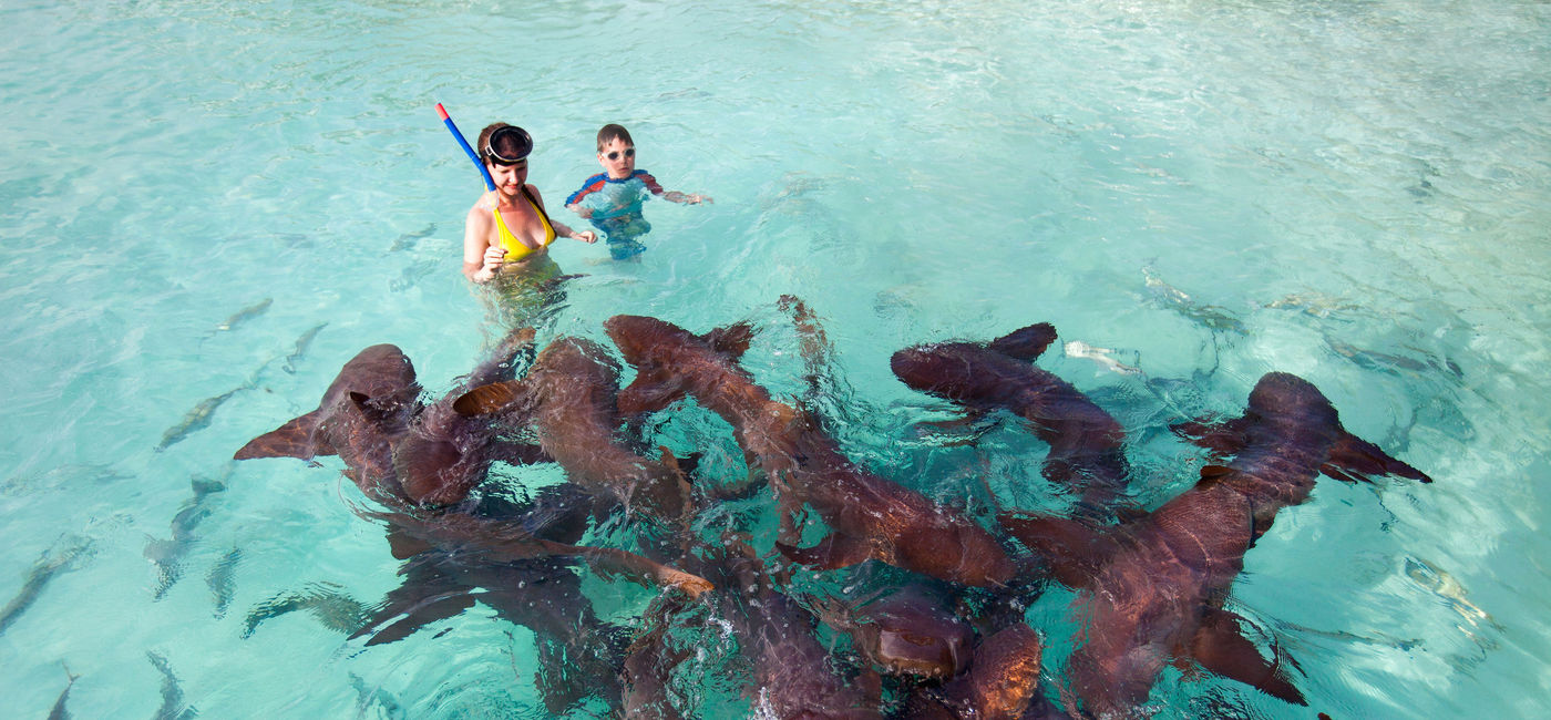 14 Places Where You Can Safely Swim With Sharks TravelPulse