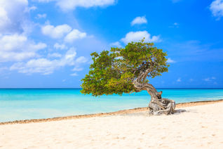 Aruba, Netherlands Antilles. Divi divi tree on the beach (Photo Via sorincolac / iStock / Getty Images Plus)
