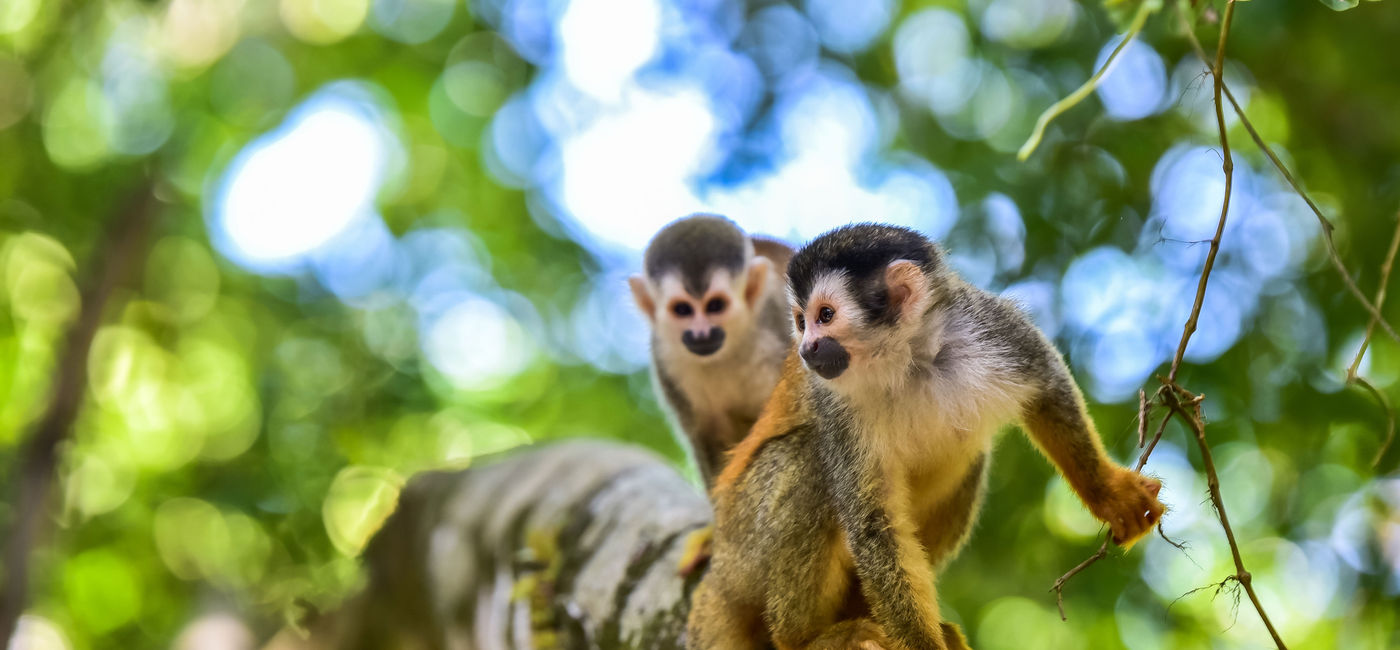 Image: PHOTO: Explore the beautiful nature and exotic wildlife Costa Rica and Panama have to offer. (photo via SimonDannhauer / iStock / Getty Images Plus)