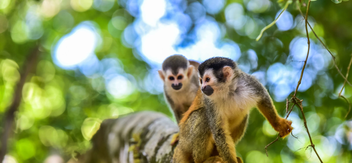 Image: PHOTO: Squirrel monkeys on a tree branch in the Costa Rican rainforest. (photo via SimonDannhauer / iStock / Getty Images Plus)