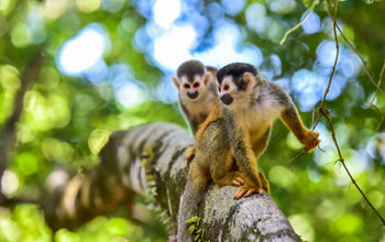 Squirrel Monkey on branch of tree in rainforest of Costa Rica - animals in wilderness (photo via SimonDannhauer / iStock / Getty Images Plus)