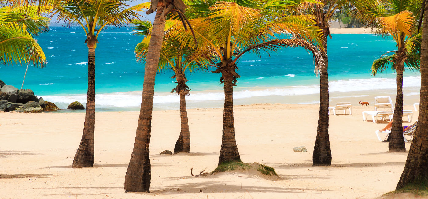 Image: Beautiful tropical palm trees at popular touristic Condado beach in San Juan, Puerto Rico (Photo via dennisvdw / iStock / Getty Images Plus)