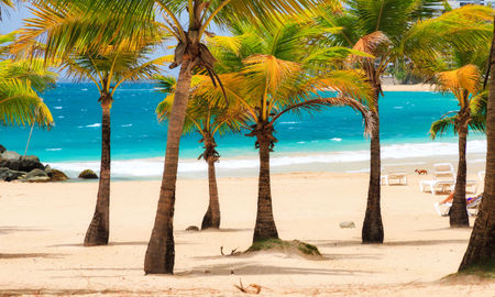 Beautiful tropical palm trees at popular touristic Condado beach in San Juan, Puerto Rico (Photo via dennisvdw / iStock / Getty Images Plus)
