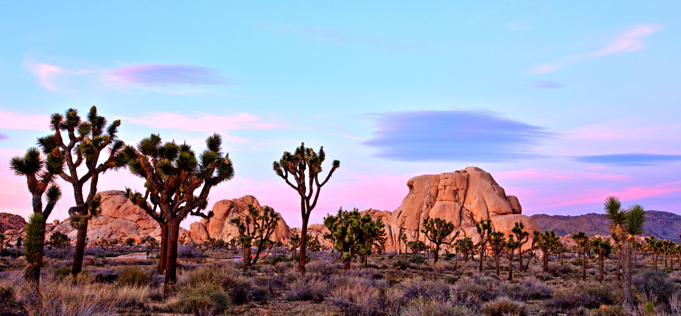 Image: PHOTO: Joshua Tree National Park at Sunset, USA (roman_slavik / iStock / Getty Images Plus)