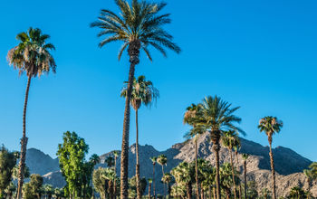 A Palm Springs landscape with Palm trees and the San Jacinto Mountain range. (andykazie / iStock / Getty Images Plus)