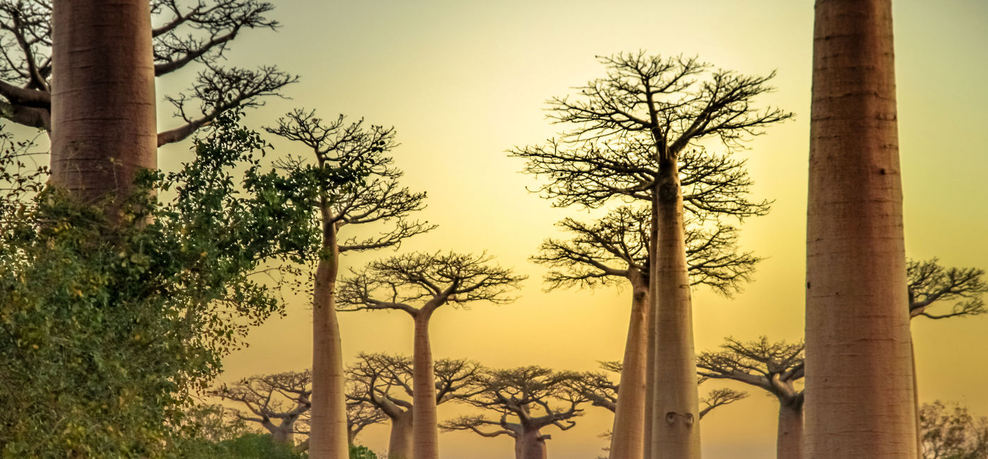 Image: Sunset in the famous Avenida de Baobab near Morondava in Madagascar. (photo via pawopa3336/iStock/Getty Images Plus)