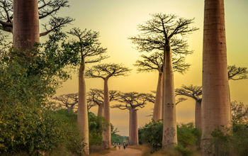 Sunset in the famous Avenida de Baobab near Morondava in Madagascar (photo via pawopa3336/iStock/Getty Images Plus)