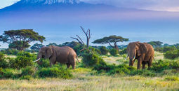 Two Elephants and Kilimanjaro mountain (photo via squashedbox/iStock/Getty Images Plus)