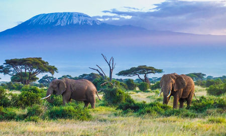 Two Elephants and Kilimanjaro mountain (photo via squashedbox/iStock/Getty Images Plus)