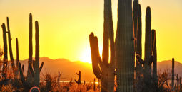 At Saguaro National Park, Tucson Arizona, right at sunset (photo via pilgrims49 / iStock / Getty Images Plus)
