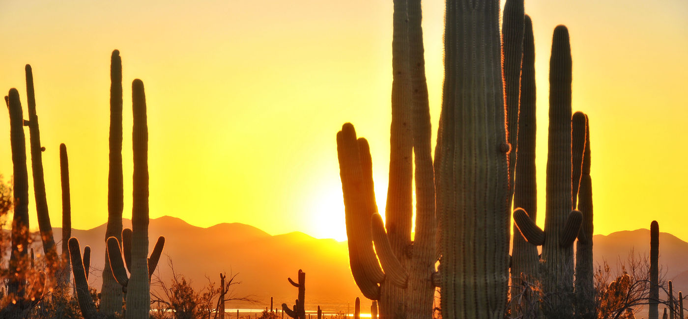 Image: At Saguaro National Park, Tucson Arizona, right at sunset (photo via pilgrims49 / iStock / Getty Images Plus)