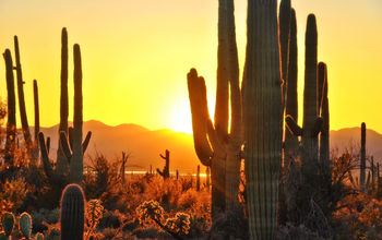 At Saguaro National Park, Tucson Arizona, right at sunset (photo via pilgrims49 / iStock / Getty Images Plus)