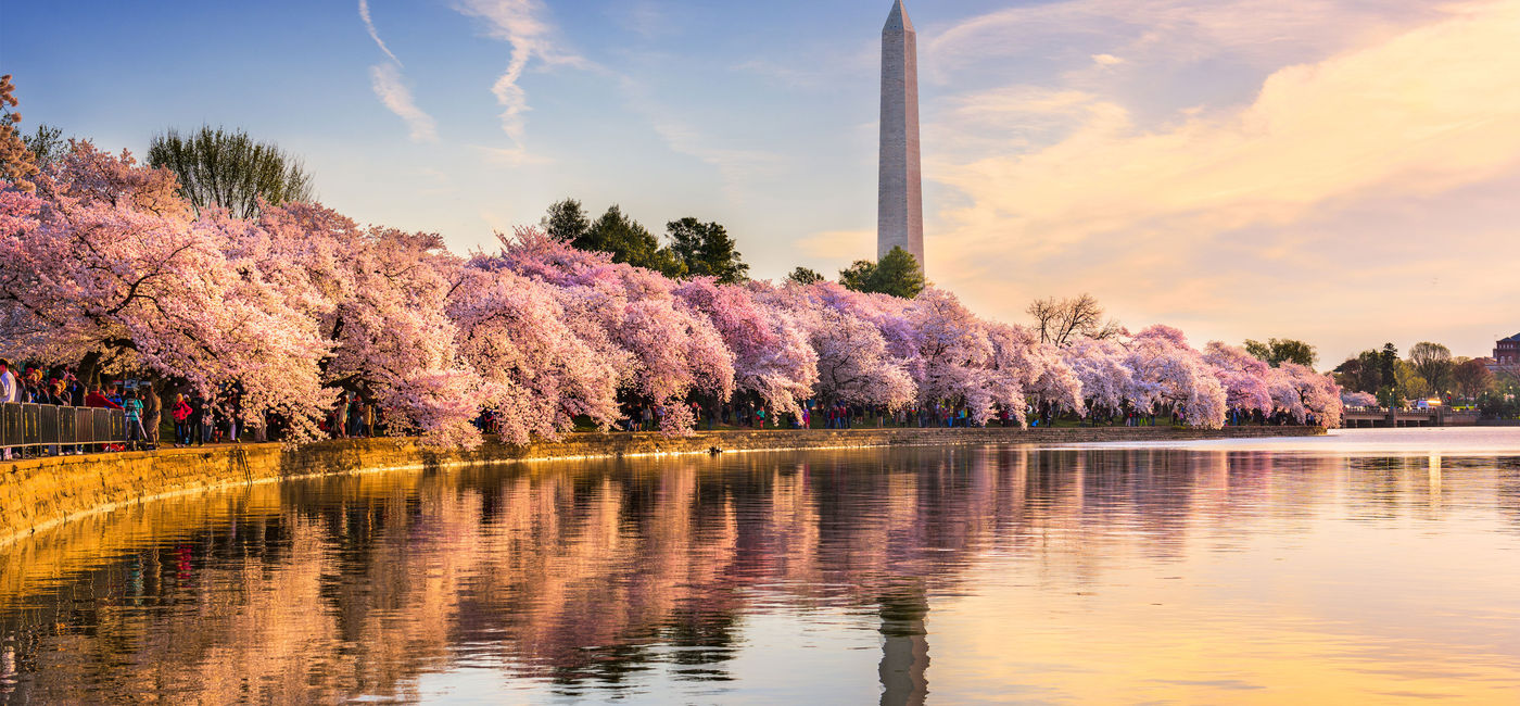 Photo: Cherry blossoms in Washington DC. (Photo via SeanPavonePhoto/iStock/Getty Images Plus) (SeanPavonePhoto / iStock / Getty Images Plus)