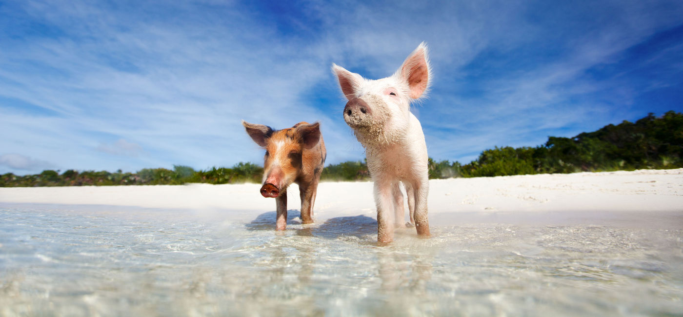 Image: Swimming pigs of the Bahamas in the Out Islands of the Exuma near Georgetown (photo via shalamov/iStock/Getty Images Plus)