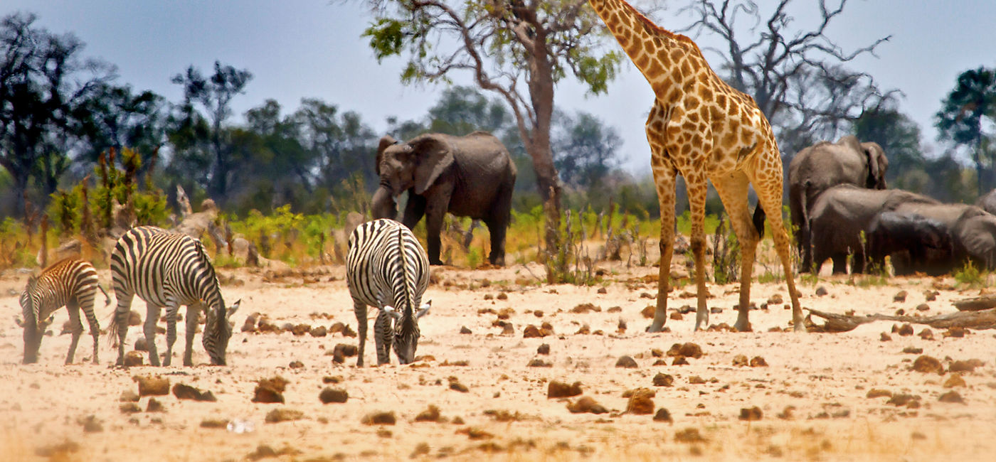 Image: Vibrant waterhole infant of our camp In Hwange with Giraffe, Zebras and Elephants (photo via paulafrench / iStock / Getty Images Plus)