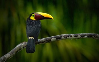 Tropical Costa Rica