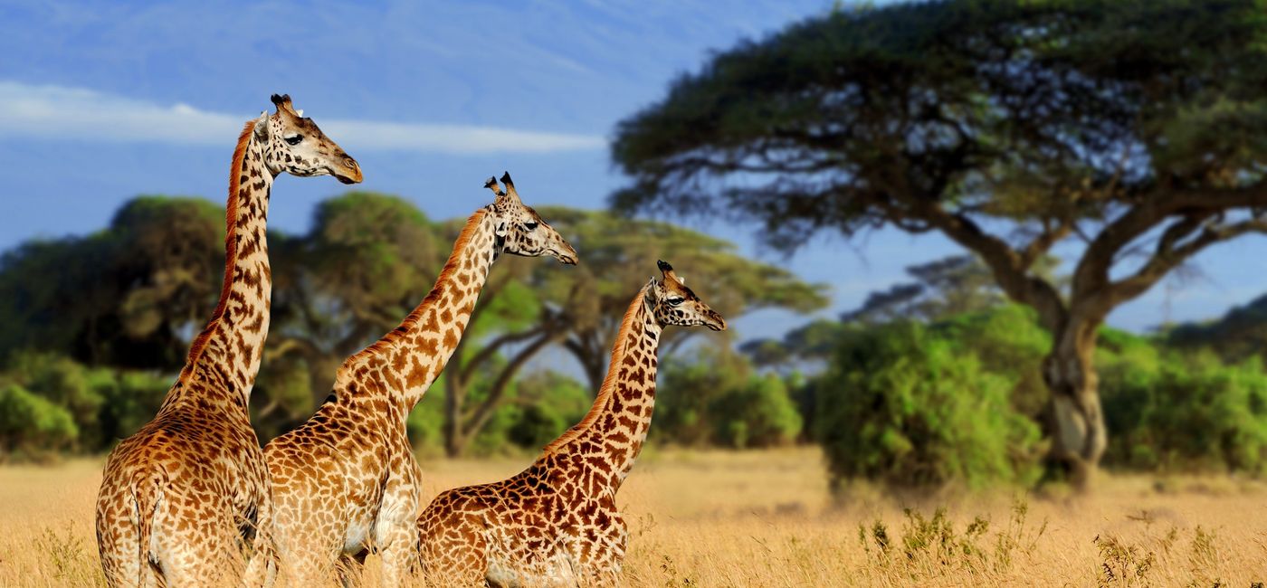 Image: PHOTO: African Safari: Kenya and Tanzania. (photo via Collette) (Provided by Collette)