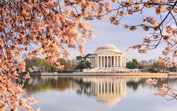 Washington, D.C.'s famous cherry blossoms bloom during springtime in front of the Thomas Jefferson Memorial.