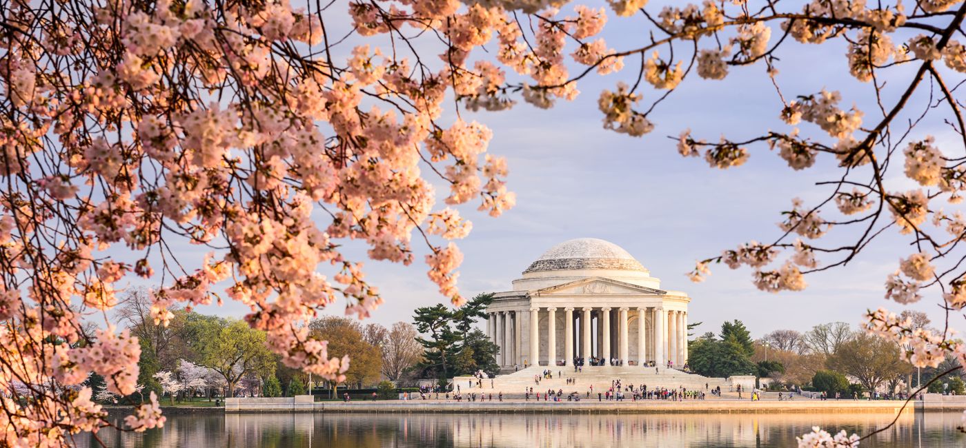 Photo: Washington, D.C.'s famous cherry blossoms bloom during springtime in front of the Thomas Jefferson Memorial. (photo courtesy of Collette) (Provided by Collette)