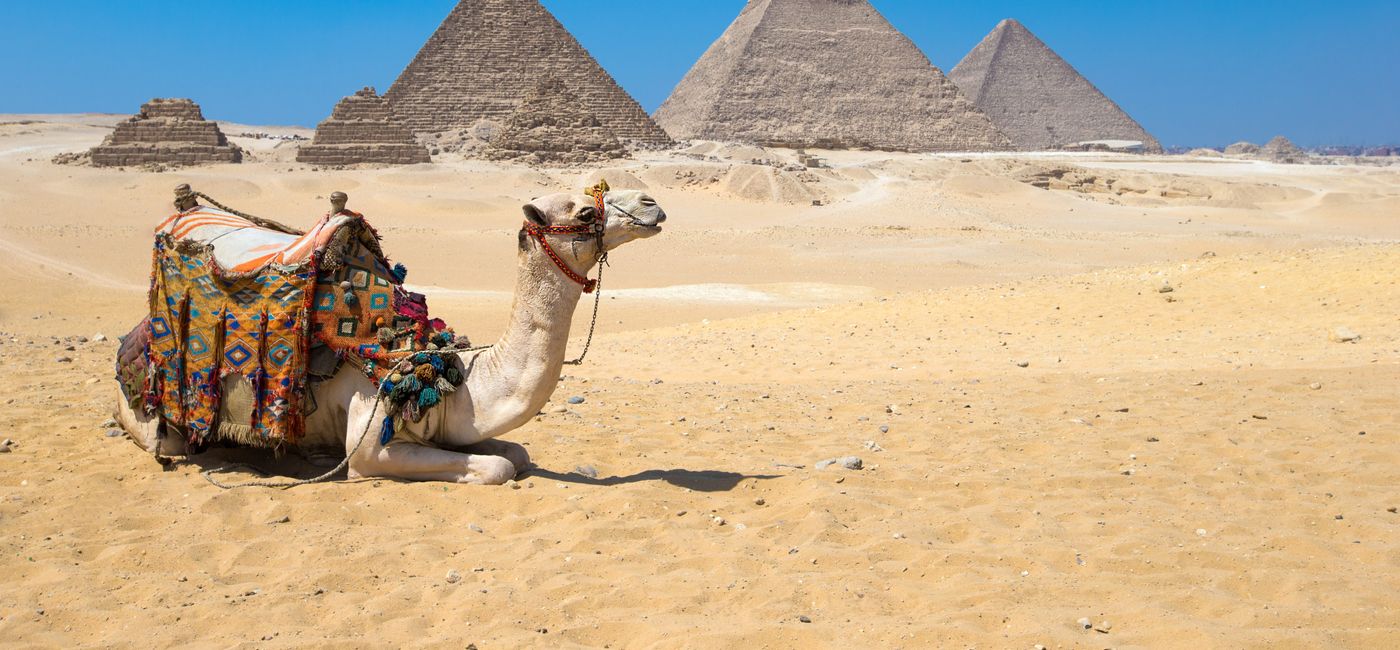 Image: A camel resting in front of the Great Pyramids at Giza, Egypt. (photo courtesy of Collette) (Provided by Collette)