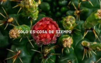 Sueño con Chile