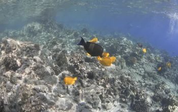 One big story in Hawaii with UnCruise