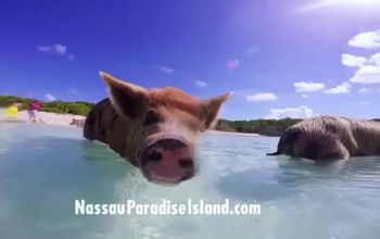 Nassau Paradise Island: Follow Me