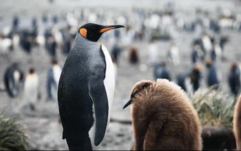 Embark on an Adventure of a Lifetime with Aurora Expeditions