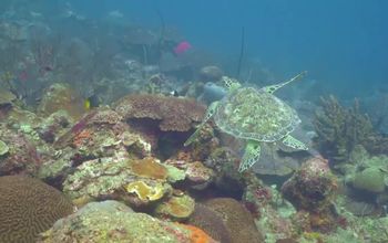 DIVE AND DISCOVER AT SUNSCAPE CURAÇAO