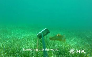 Ocean Cay: MSC Marine Reserve - Bahamas