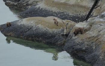 UnCruise defines adventure in Alaska