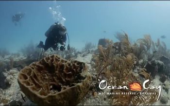 Experience Ocean Cay MSC Marine Reserve