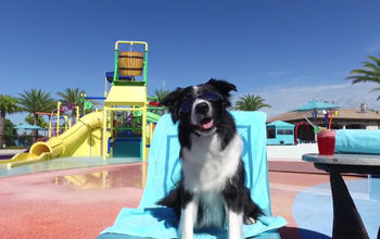 Balmoral Resort: Dog-Friendly Vacation Home Resort