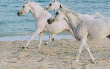 Experience the Essence of Qatar