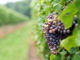 How Canada's Agribusiness Industry Is Sowing the Seeds for Event Excellence