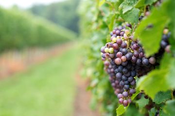How Canada's Agribusiness Industry Is Sowing the Seeds for Event Excellence