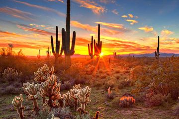 Phoenix Desert Sunset