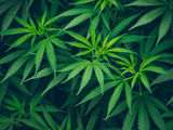 Cananbis Legalization Meetings 2020 square