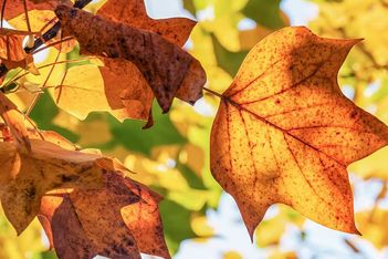 5 Great Fall Themes for Your Next Meeting