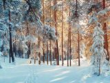 Seven Winter Themes for Your Next Event