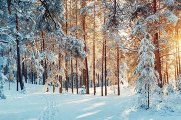 Seven Winter Themes for Your Next Event