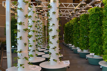 Visit Orlando Sustainability Thought Leadership lead